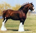 /album/cavalos/cavalos-e-acessorios-jpg/